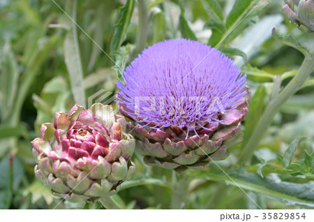 アーティチョーク アーティチョーク 35829854