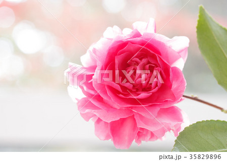 サザンカ・昭和の栄 35829896