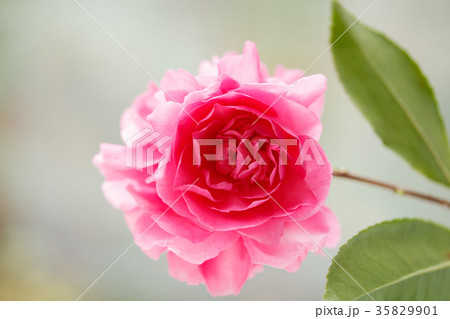 サザンカ・昭和の栄 サザンカ・昭和の栄 35829901