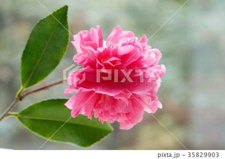 サザンカ・昭和の栄 サザンカ・昭和の栄 35829903