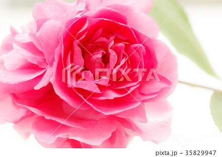 サザンカ・昭和の栄 サザンカ・昭和の栄 35829947