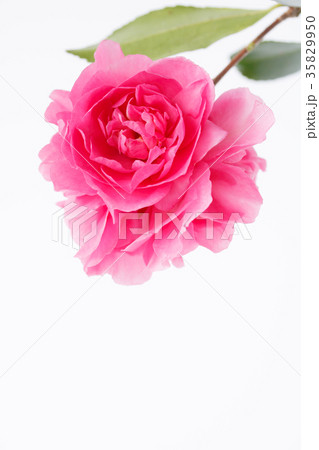 サザンカ・昭和の栄 サザンカ・昭和の栄 35829950