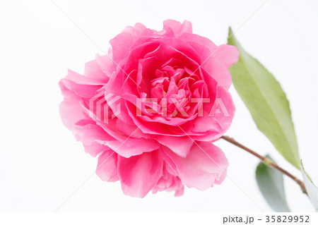 サザンカ・昭和の栄♥ハート型 サザンカ・昭和の栄♥ハート型 35829952