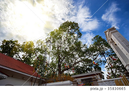 Sacred Mahabodhi tree 35830665