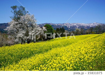 菜の花畑に咲く桜 35831075