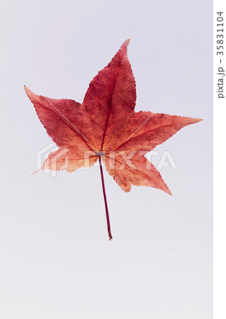 紅葉 落ち葉 楓の写真素材