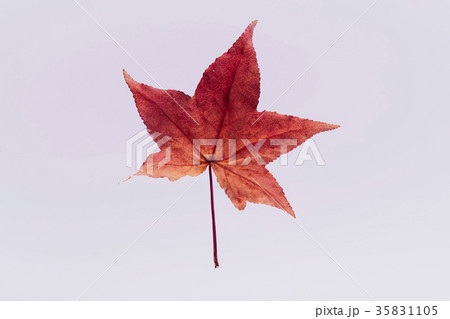 紅葉 落ち葉 楓 紅葉 落ち葉 楓 35831105