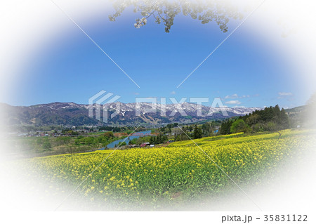 桜咲く、菜の花公園より千曲川を望む 桜咲く、菜の花公園より千曲川を望む 35831122