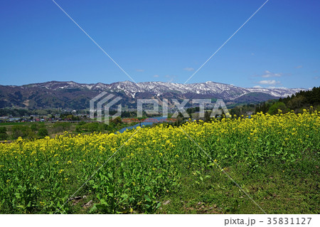 菜の花公園より千曲川を望む 35831127