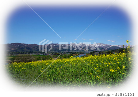 菜の花公園より千曲川を望む 35831151