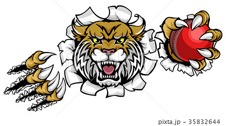 Wildcat Holding Cricket Ball Breaking Background 35832644