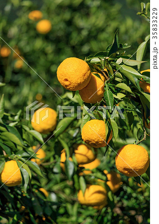 木頭柚子 35833229