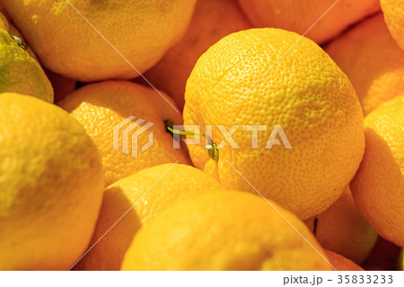 木頭柚子 木頭柚子 35833233