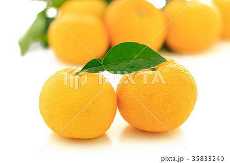 木頭柚子 35833240