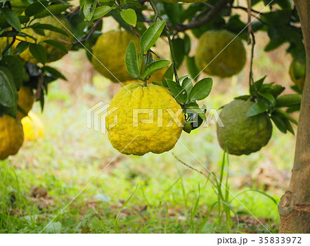 Yuko Yuzu Tree - Stock Photo [35833972] - PIXTA