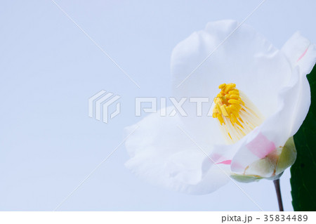 ツバキ・秋の山 35834489