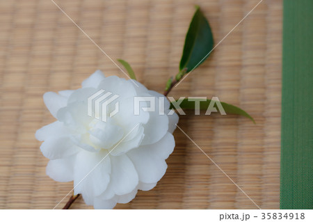 サザンカ・富士の峰 35834918