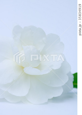 サザンカ・富士の峰 35834919