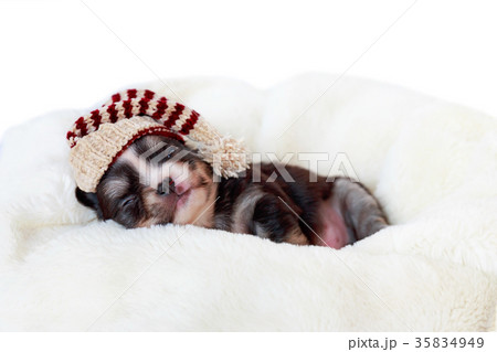Newborn dog sleeping. 35834949