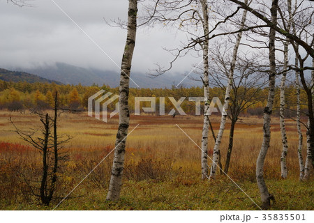 秋の戦場ヶ原 秋の戦場ヶ原 35835501