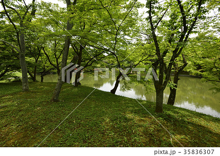 仙洞御所　北池　女院御所の池 35836307