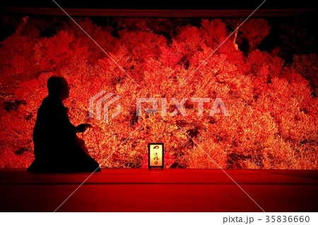 但馬安国寺、ドウダンツツジ 但馬安国寺、ドウダンツツジ 35836660