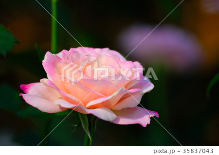 薔薇 ル ブランの写真素材