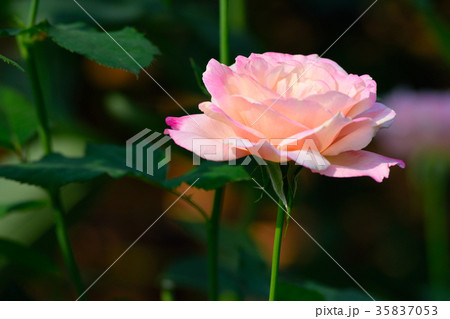 薔薇 ル ブランの写真素材