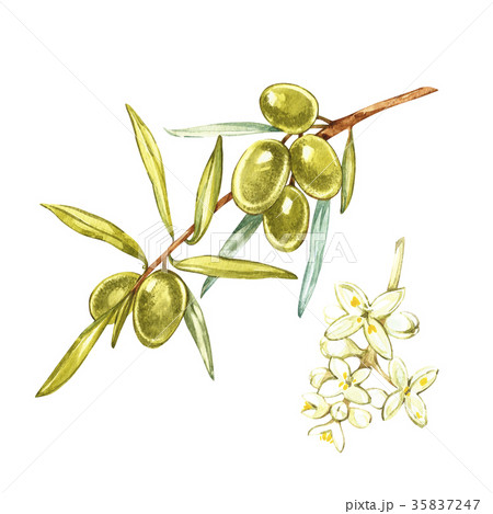 Set Watercolor realistic illustration of green 35837247