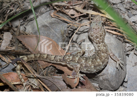 エコロジー エコ 生態 35839080