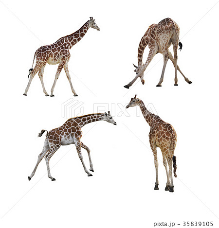 giraffes isolated on white giraffes isolated on white 35839105
