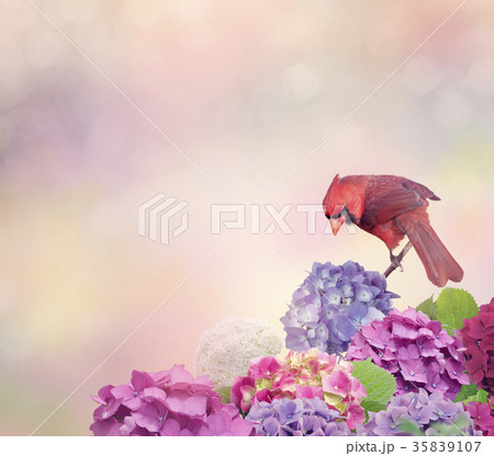 Northern Cardinal with hydrangea flowers 35839107