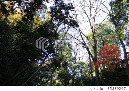 等々力渓谷の紅葉 35839247