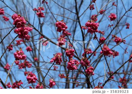 寒緋桜 35839323