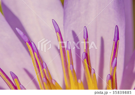 gossip purple lotus close up 35839885