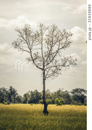 Tree in the rice field 35839889