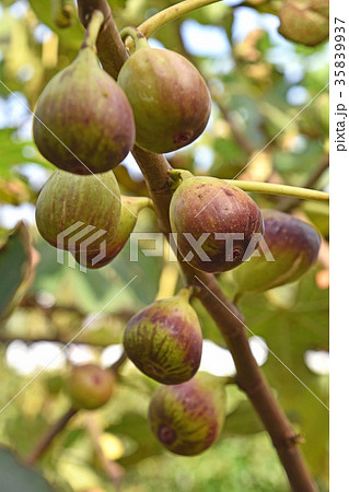 イチジク(無花果) イチジク(無花果) 35839937