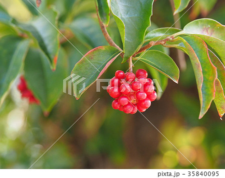 サネカズラ 35840095