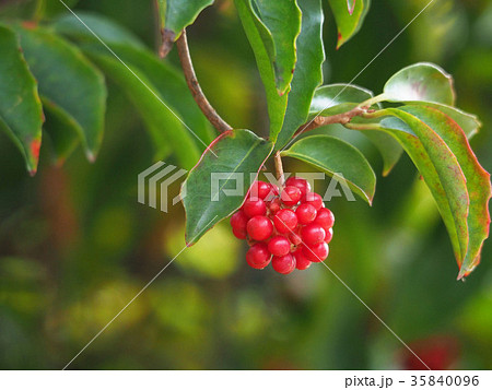 サネカズラ 35840096