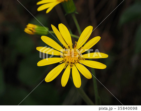 ツワブキ 35840098
