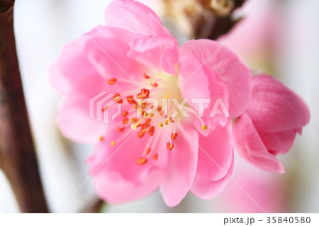 桃の花 35840580