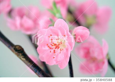 桃の花 35840588