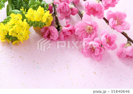 花桃　菜の花　和紙背景 35840646
