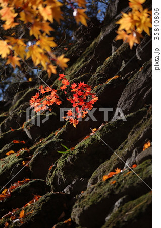 小諸懐古園の苔むした石垣と紅葉 小諸懐古園の苔むした石垣と紅葉 35840806