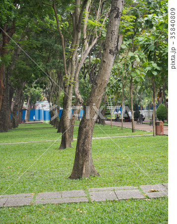 Vietnam park with many trees. Vietnam park with many trees. 35840809