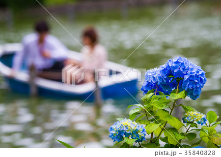 紫陽花の頃 35840828
