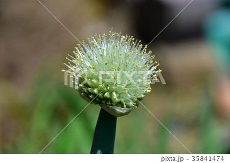 葱の花 葱の花 35841474