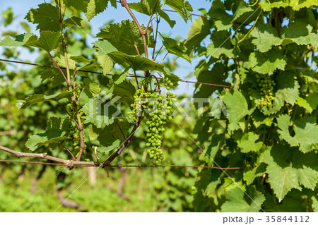 vineyards in Georgia vineyards in Georgia 35844112