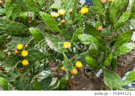 cactus in yellow flowers 35844121