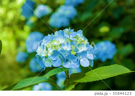 blue hydrangea flowers blue hydrangea flowers 35844123